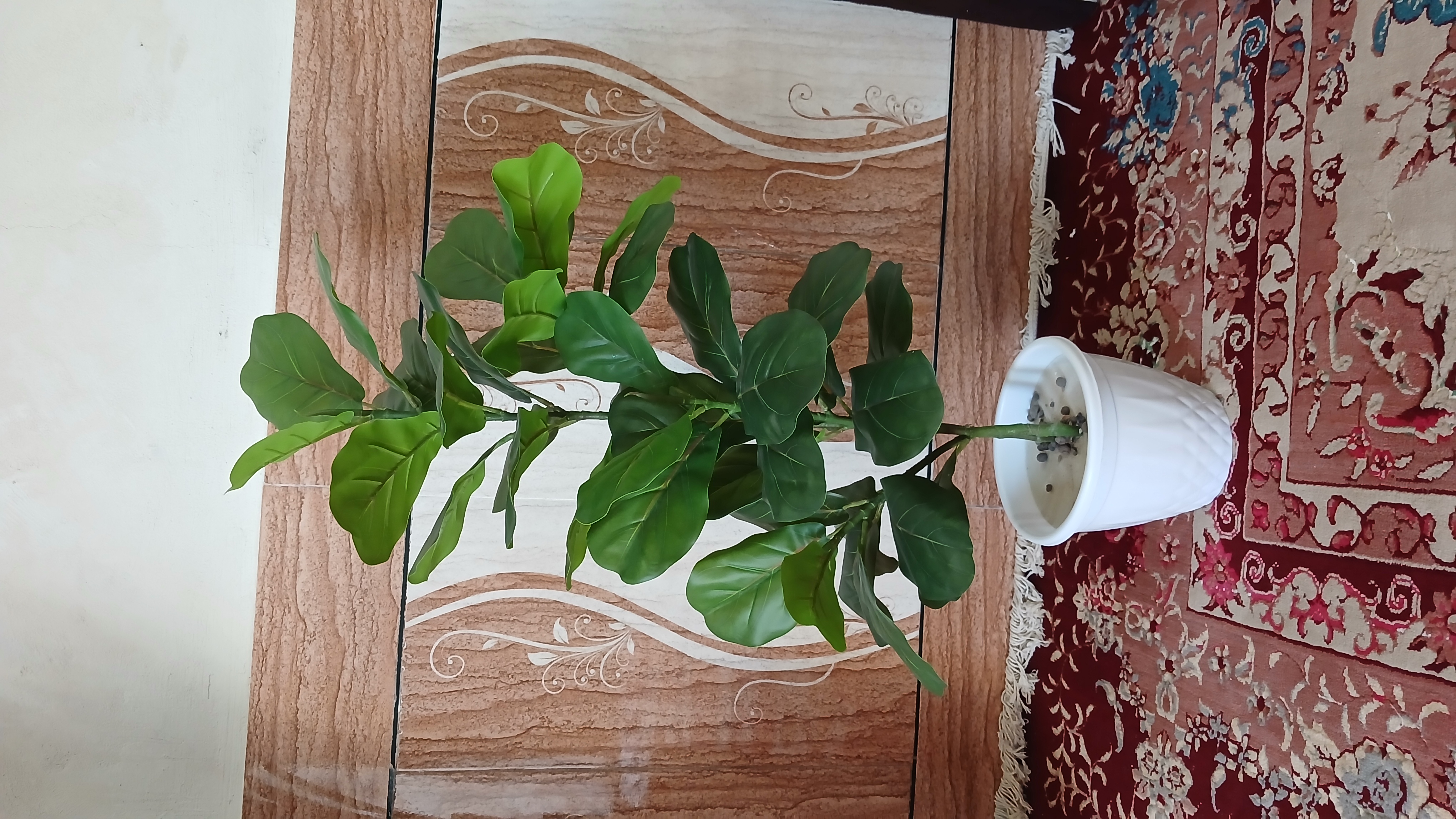 تصویر درختچه لیراتا 