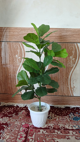 درختچه لیراتا