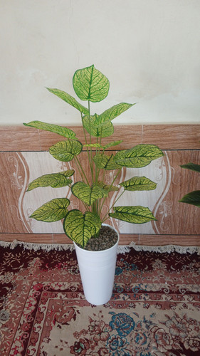 پتوس سبز و زرد
