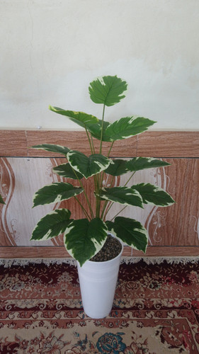 پتوس سبز و سفید