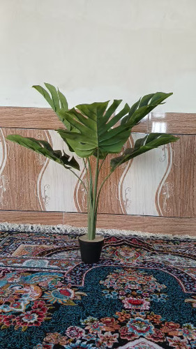 درختچه برگ انجیری